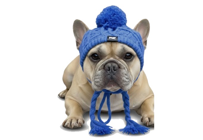 Fabulous Fido knit hat on a French Bulldog